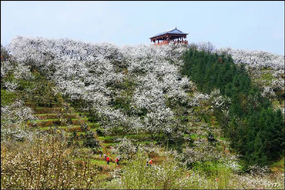 【春天,广西桂林灌阳县向您发出邀请!】我们在灌阳看梨花 - 游山玩水 - 乐山生活社区 - 乐山28生活网 ls.28life.com