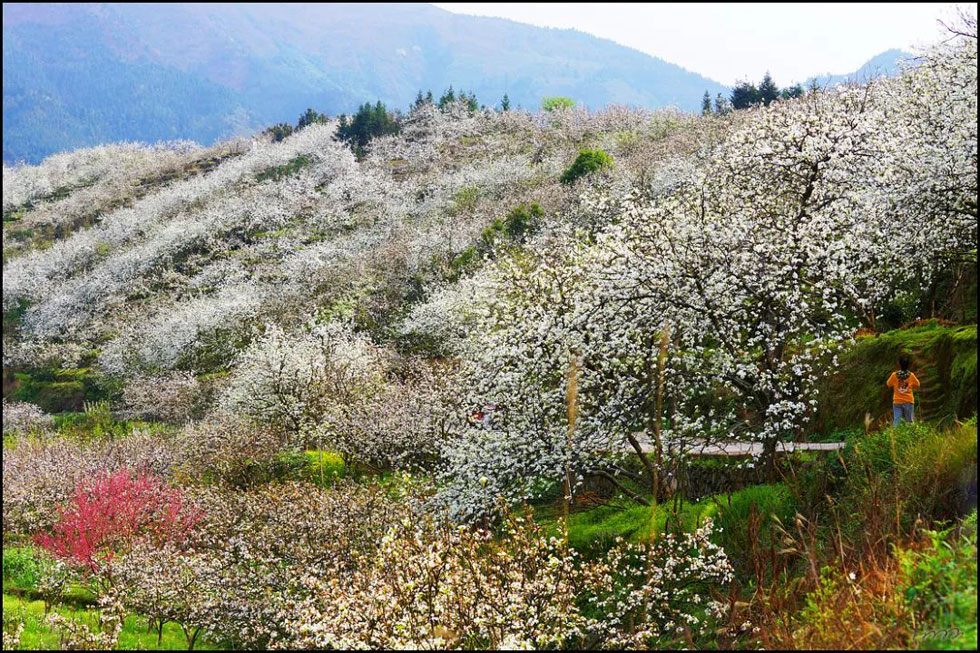 【春天,广西桂林灌阳县向您发出邀请!】我们在灌阳看梨花 - 游山玩水 - 乐山生活社区 - 乐山28生活网 ls.28life.com