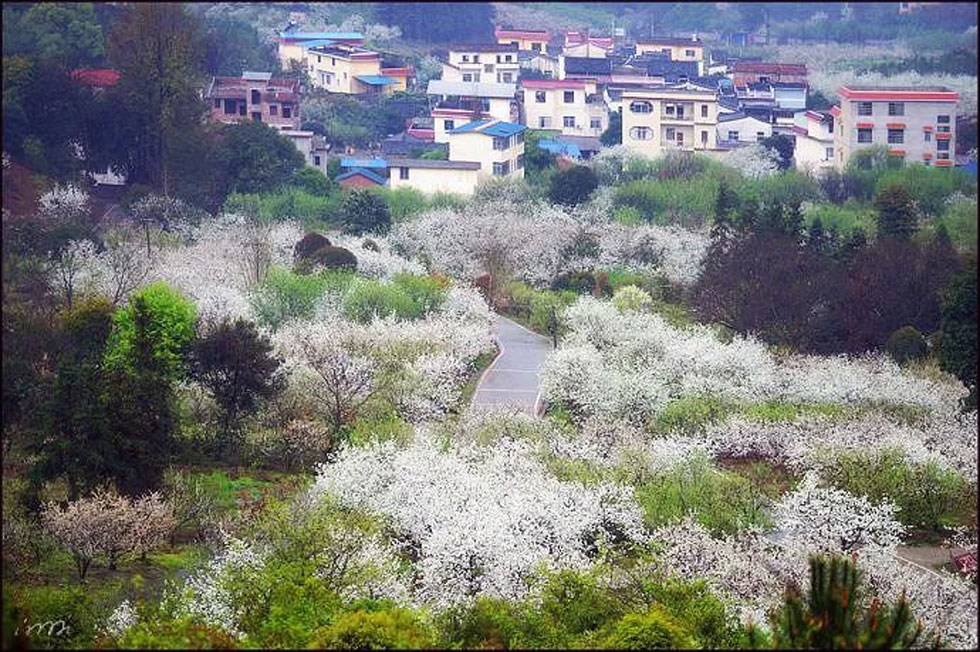 【春天,广西桂林灌阳县向您发出邀请!】我们在灌阳看梨花 - 游山玩水 - 乐山生活社区 - 乐山28生活网 ls.28life.com