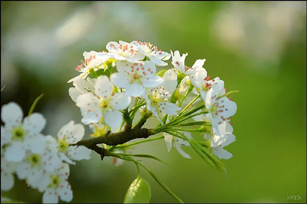 【春天,广西桂林灌阳县向您发出邀请!】我们在灌阳看梨花 - 游山玩水 - 乐山生活社区 - 乐山28生活网 ls.28life.com