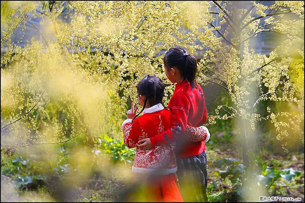 【春天,广西桂林灌阳县向您发出邀请!】米珠山前有片山苍子花在飘香 - 游山玩水 - 乐山生活社区 - 乐山28生活网 ls.28life.com
