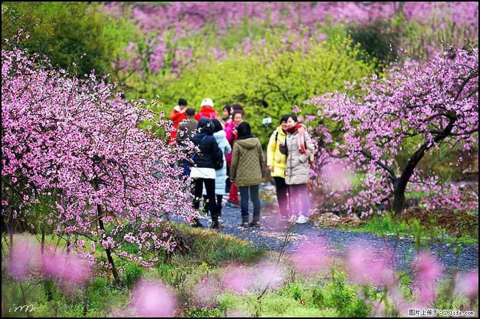 【春天,广西桂林灌阳县向您发出邀请!】官庄村有个醉美的桃花园 - 游山玩水 - 乐山生活社区 - 乐山28生活网 ls.28life.com