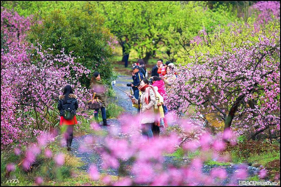 【春天,广西桂林灌阳县向您发出邀请!】官庄村有个醉美的桃花园 - 游山玩水 - 乐山生活社区 - 乐山28生活网 ls.28life.com