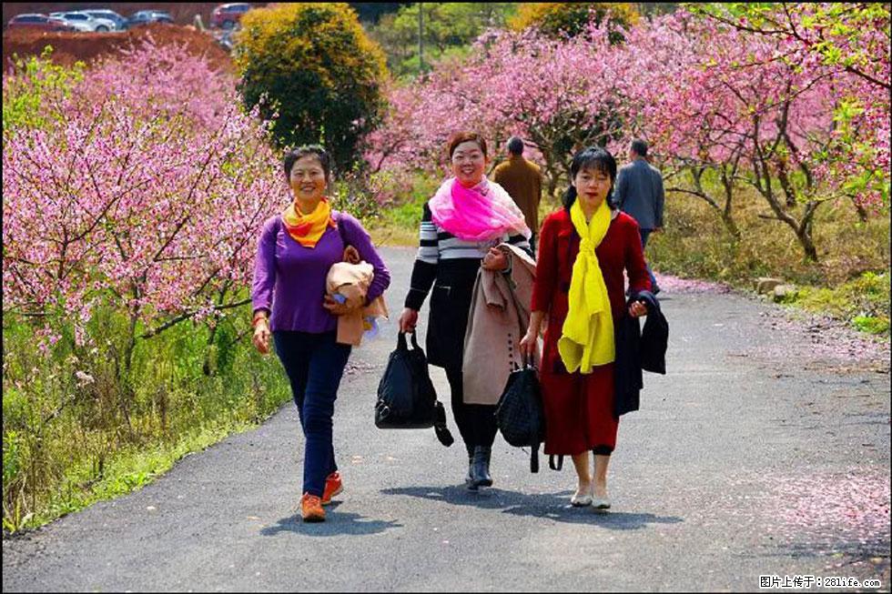 【春天,广西桂林灌阳县向您发出邀请!】官庄村有个醉美的桃花园 - 游山玩水 - 乐山生活社区 - 乐山28生活网 ls.28life.com