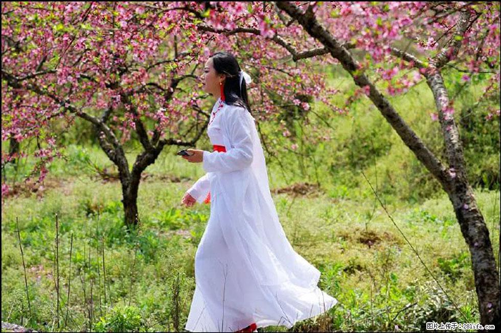 【春天,广西桂林灌阳县向您发出邀请!】官庄村有个醉美的桃花园 - 游山玩水 - 乐山生活社区 - 乐山28生活网 ls.28life.com
