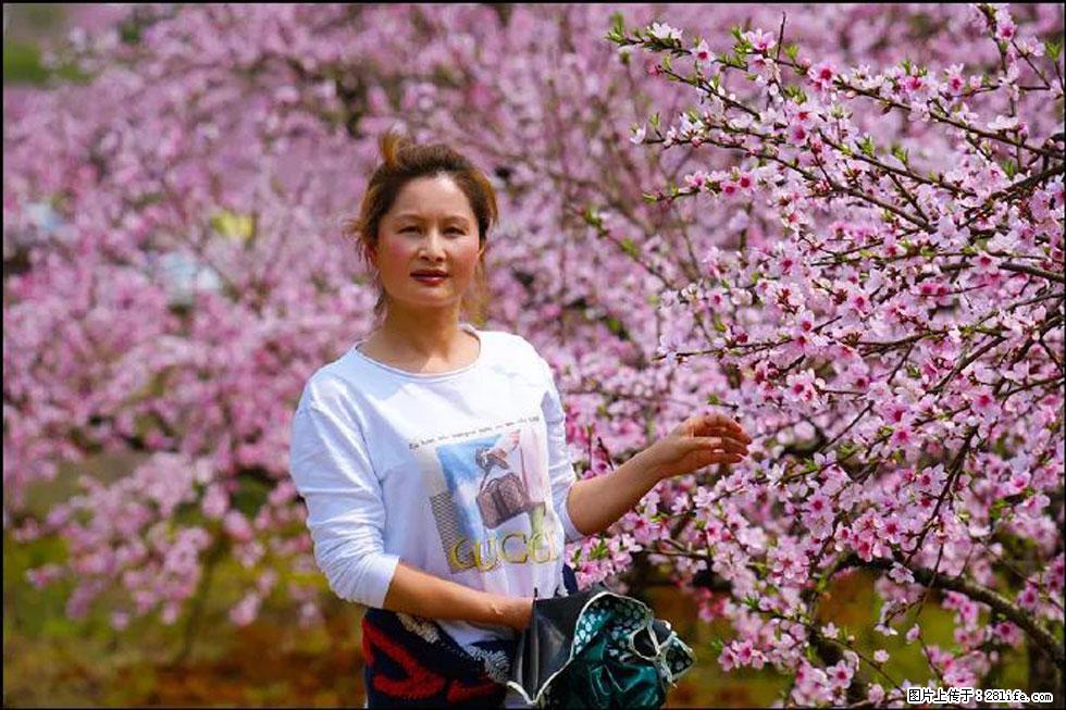 【春天,广西桂林灌阳县向您发出邀请!】官庄村有个醉美的桃花园 - 游山玩水 - 乐山生活社区 - 乐山28生活网 ls.28life.com