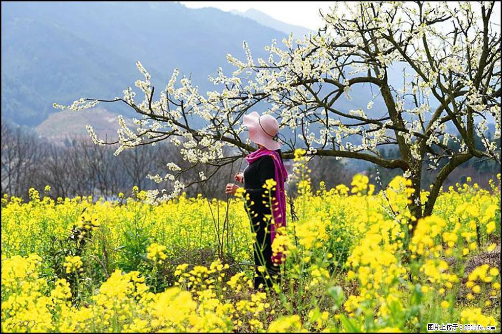 【春天,广西桂林灌阳县向您发出邀请!】长坪村油菜盛情花开 - 游山玩水 - 乐山生活社区 - 乐山28生活网 ls.28life.com