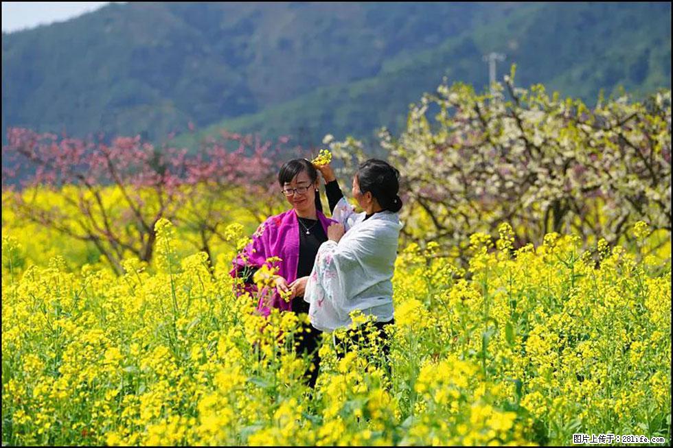 【春天,广西桂林灌阳县向您发出邀请!】长坪村油菜盛情花开 - 游山玩水 - 乐山生活社区 - 乐山28生活网 ls.28life.com