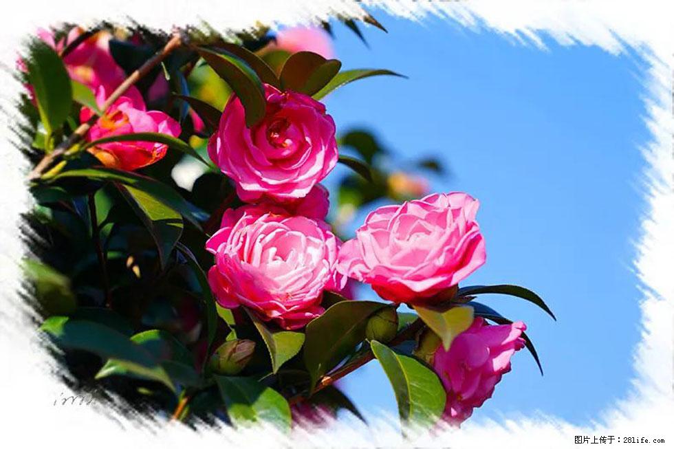 【春天,广西桂林灌阳县向您发出邀请!】杨柳井茶花惹人爱 - 游山玩水 - 乐山生活社区 - 乐山28生活网 ls.28life.com