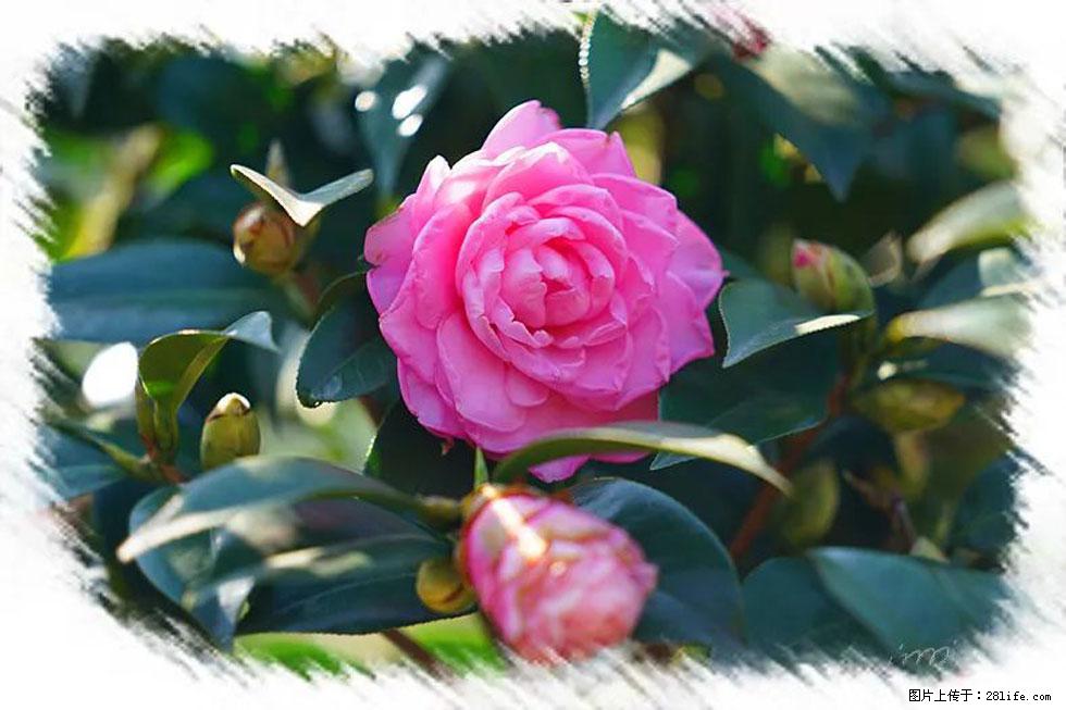 【春天,广西桂林灌阳县向您发出邀请!】杨柳井茶花惹人爱 - 游山玩水 - 乐山生活社区 - 乐山28生活网 ls.28life.com