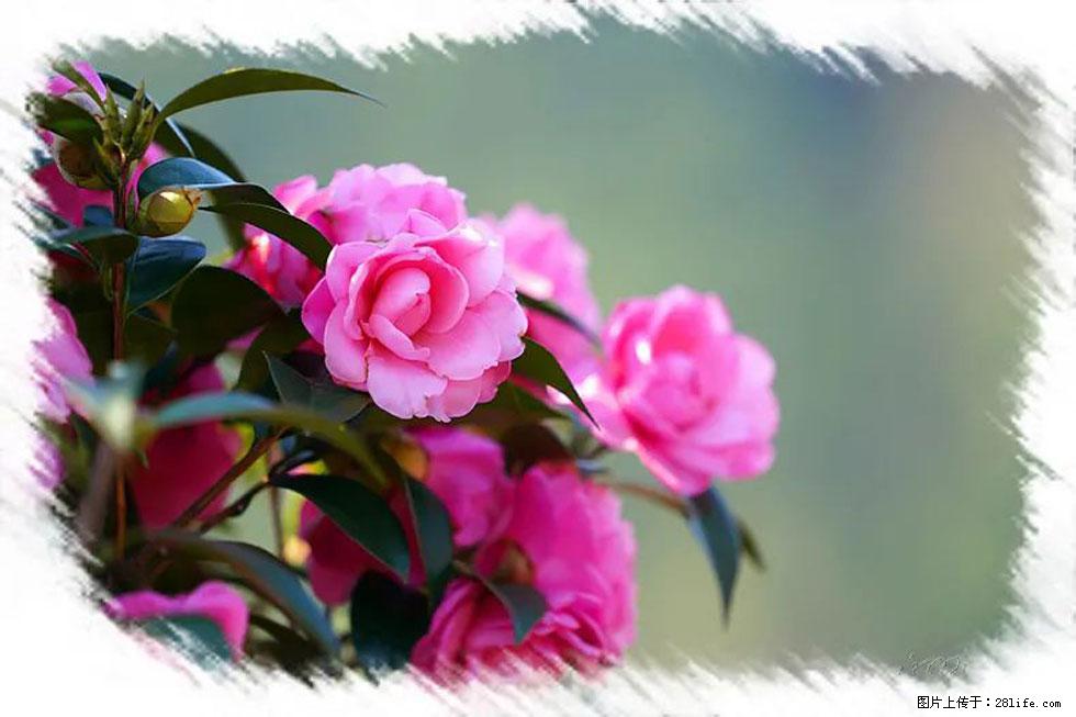 【春天,广西桂林灌阳县向您发出邀请!】杨柳井茶花惹人爱 - 游山玩水 - 乐山生活社区 - 乐山28生活网 ls.28life.com