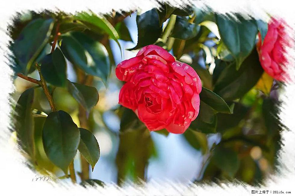 【春天,广西桂林灌阳县向您发出邀请!】杨柳井茶花惹人爱 - 游山玩水 - 乐山生活社区 - 乐山28生活网 ls.28life.com