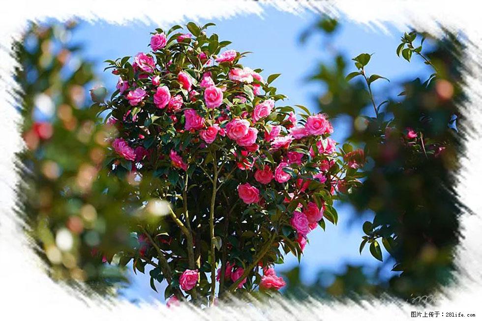【春天,广西桂林灌阳县向您发出邀请!】杨柳井茶花惹人爱 - 游山玩水 - 乐山生活社区 - 乐山28生活网 ls.28life.com