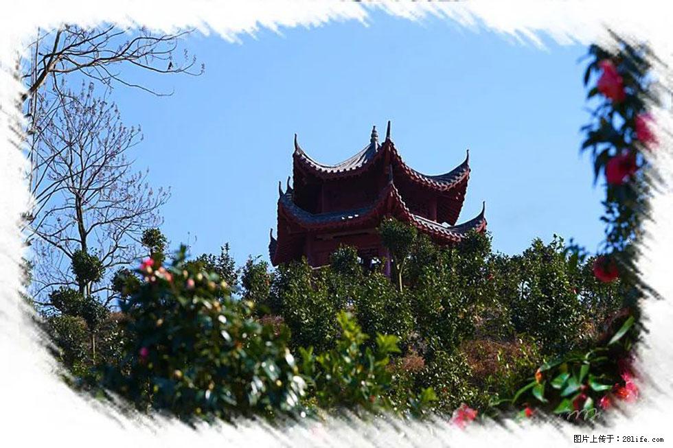 【春天,广西桂林灌阳县向您发出邀请!】杨柳井茶花惹人爱 - 游山玩水 - 乐山生活社区 - 乐山28生活网 ls.28life.com