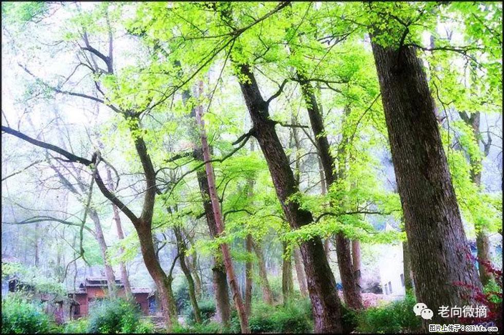 【春天,广西桂林灌阳县向您发出邀请!】在小龙村与春天约会 - 游山玩水 - 乐山生活社区 - 乐山28生活网 ls.28life.com