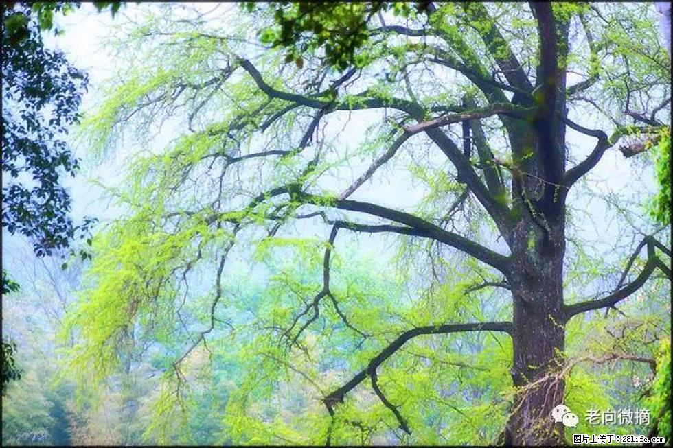 【春天,广西桂林灌阳县向您发出邀请!】在小龙村与春天约会 - 游山玩水 - 乐山生活社区 - 乐山28生活网 ls.28life.com