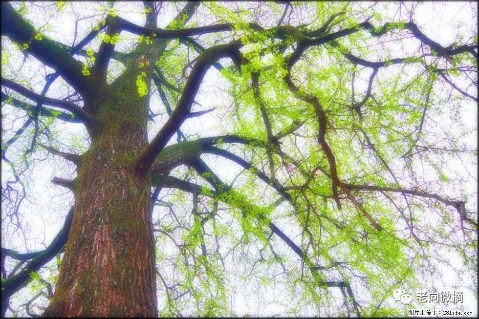【春天,广西桂林灌阳县向您发出邀请!】在小龙村与春天约会 - 游山玩水 - 乐山生活社区 - 乐山28生活网 ls.28life.com
