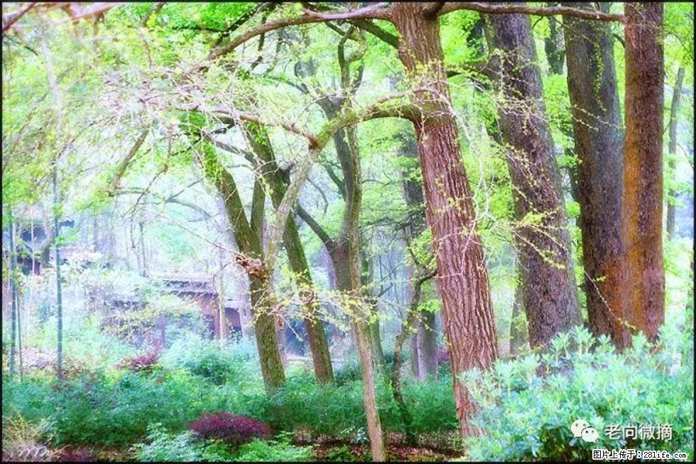 【春天,广西桂林灌阳县向您发出邀请!】在小龙村与春天约会 - 游山玩水 - 乐山生活社区 - 乐山28生活网 ls.28life.com