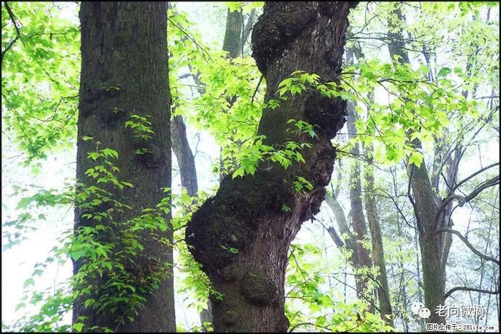 【春天,广西桂林灌阳县向您发出邀请!】在小龙村与春天约会 - 游山玩水 - 乐山生活社区 - 乐山28生活网 ls.28life.com