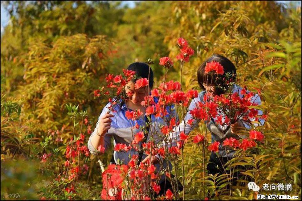 【春天,广西桂林灌阳县向您发出邀请!】登麒麟山,相约映山红 - 游山玩水 - 乐山生活社区 - 乐山28生活网 ls.28life.com