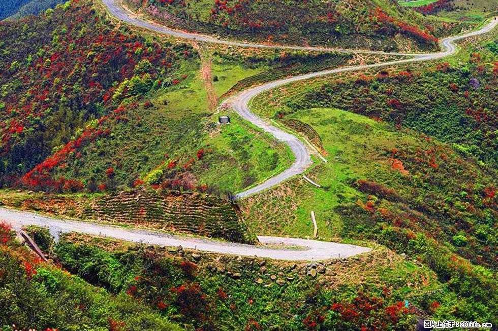 【春天,广西桂林灌阳县向您发出邀请!】春木界上映山红 - 游山玩水 - 乐山生活社区 - 乐山28生活网 ls.28life.com