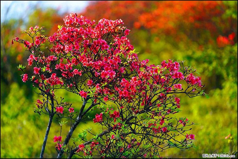 【春天,广西桂林灌阳县向您发出邀请!】春木界上映山红 - 游山玩水 - 乐山生活社区 - 乐山28生活网 ls.28life.com