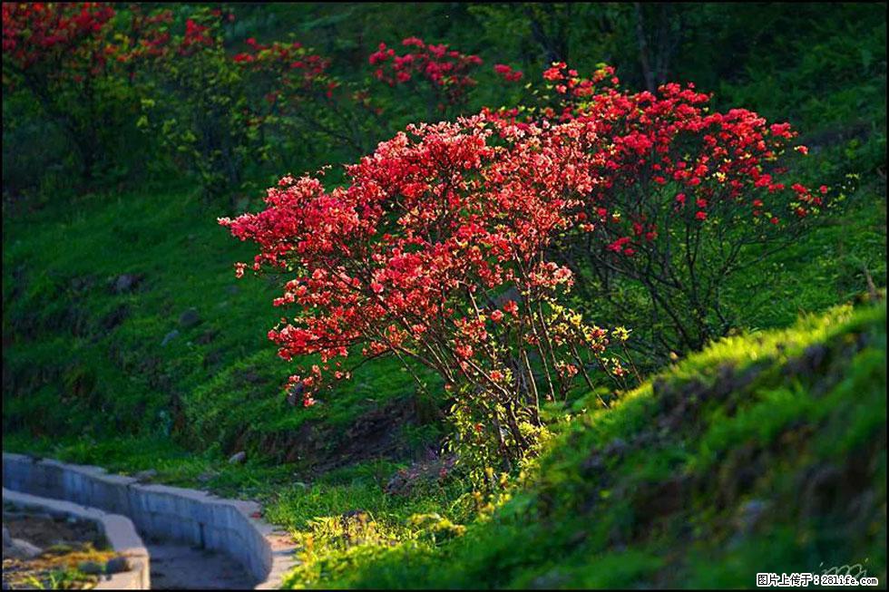 【春天,广西桂林灌阳县向您发出邀请!】春木界上映山红 - 游山玩水 - 乐山生活社区 - 乐山28生活网 ls.28life.com
