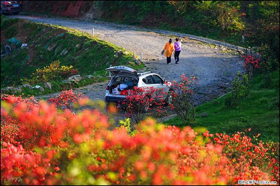 【春天,广西桂林灌阳县向您发出邀请!】春木界上映山红 - 游山玩水 - 乐山生活社区 - 乐山28生活网 ls.28life.com
