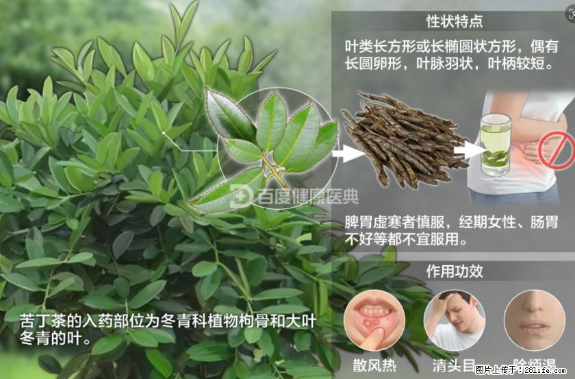 苦丁茶有哪些功效和作用 - 生活百科 - 乐山生活社区 - 乐山28生活网 ls.28life.com