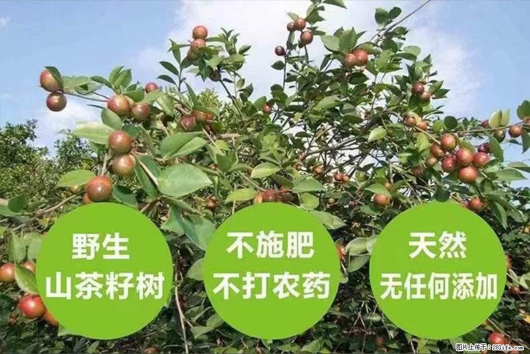 【灌阳县油茶产业示范区】一个有着充实的精神生活的人,对待身外之物自会有一种淡泊的态度 - 美食天地 - 乐山生活社区 - 乐山28生活网 ls.28life.com