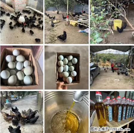油茶园从小鸡仔开始养起的纯土鸡、土鸡蛋可以预定啦!还有前几天刚榨的纯山茶油哦 - 美食天地 - 乐山生活社区 - 乐山28生活网 ls.28life.com