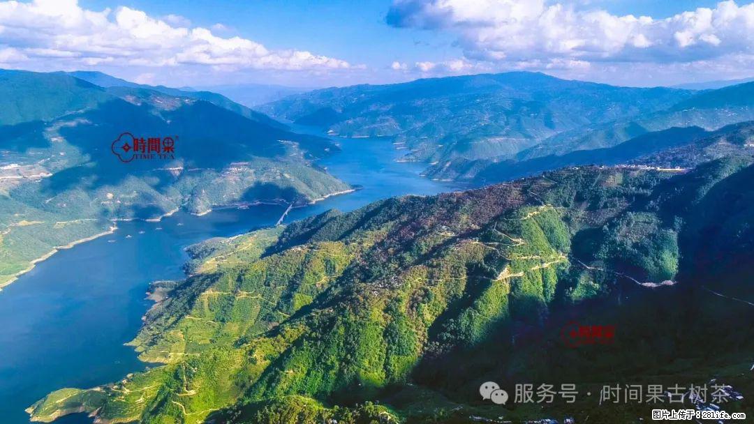 时间果百年古树龙珠普洱生茶 - 购物交流 - 乐山生活社区 - 乐山28生活网 ls.28life.com