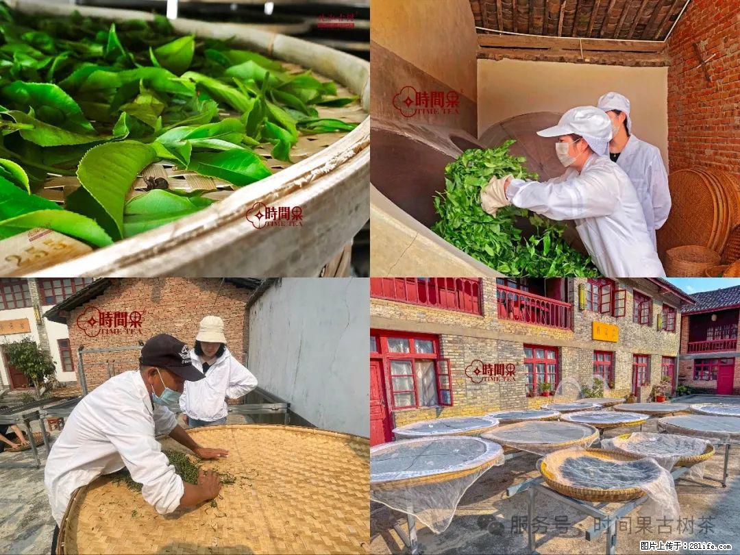 时间果百年古树龙珠普洱生茶 - 购物交流 - 乐山生活社区 - 乐山28生活网 ls.28life.com