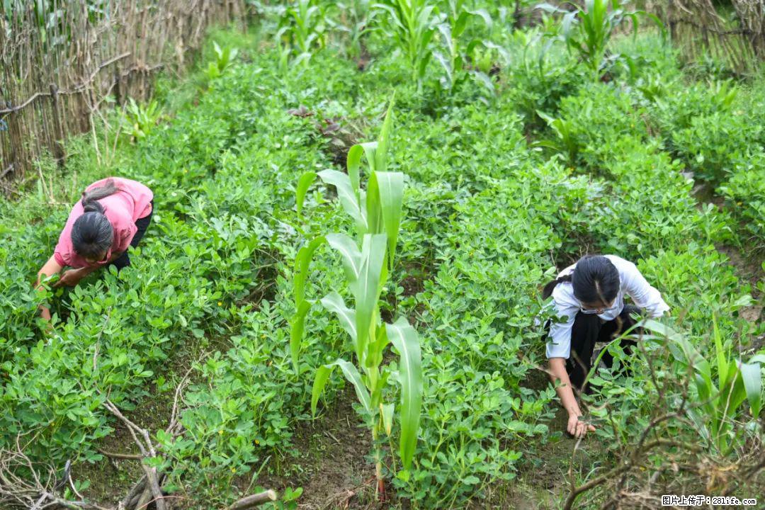 全网追的“扁担女孩”，找了一份暑假工，时薪12元 - 乐山生活资讯 - 乐山28生活网 ls.28life.com