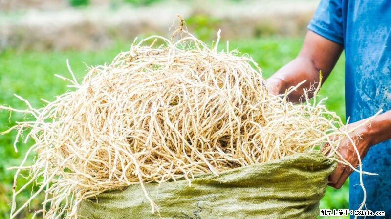 堪称“最难吃”的蔬菜,却是 “抗辐射神器”,还能护肺、清热、止咳化痰! - 乐山生活资讯 - 乐山28生活网 ls.28life.com