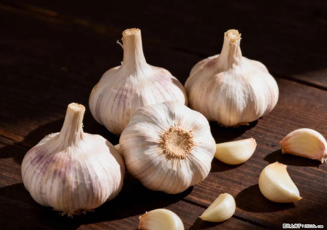 关于大蒜，除了“天然抗生素”，这4个谣言更该警惕! - 乐山生活资讯 - 乐山28生活网 ls.28life.com