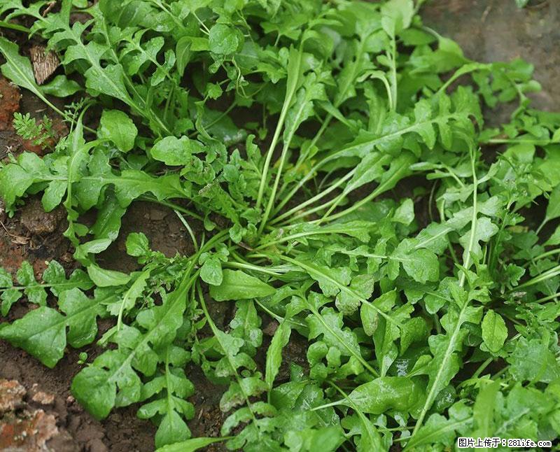这些蔬菜是“天然钙片”，这6种被医生重点推荐 - 乐山生活资讯 - 乐山28生活网 ls.28life.com