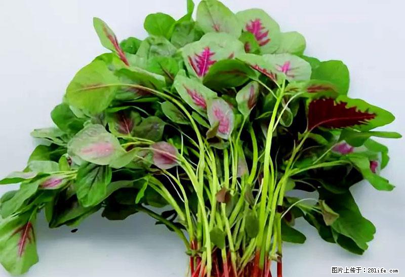 这些蔬菜是“天然钙片”，这6种被医生重点推荐 - 乐山生活资讯 - 乐山28生活网 ls.28life.com