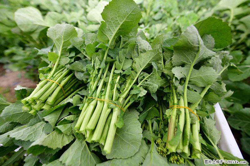 这些蔬菜是“天然钙片”，这6种被医生重点推荐 - 乐山生活资讯 - 乐山28生活网 ls.28life.com